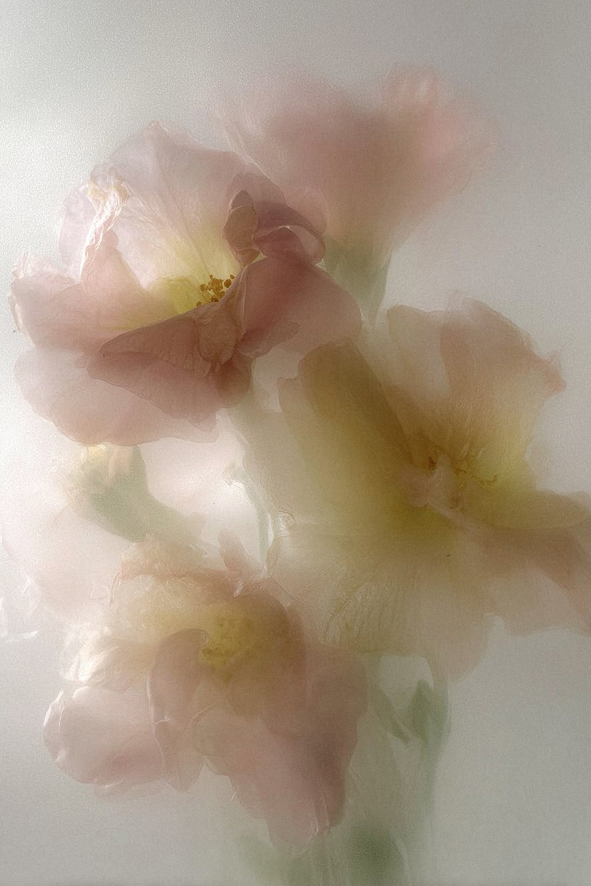 Floral