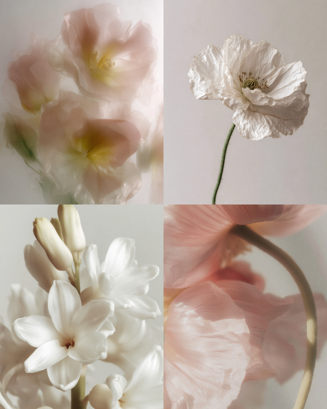 80 Floral Aesthetic Stock Images - Digital Asset Co