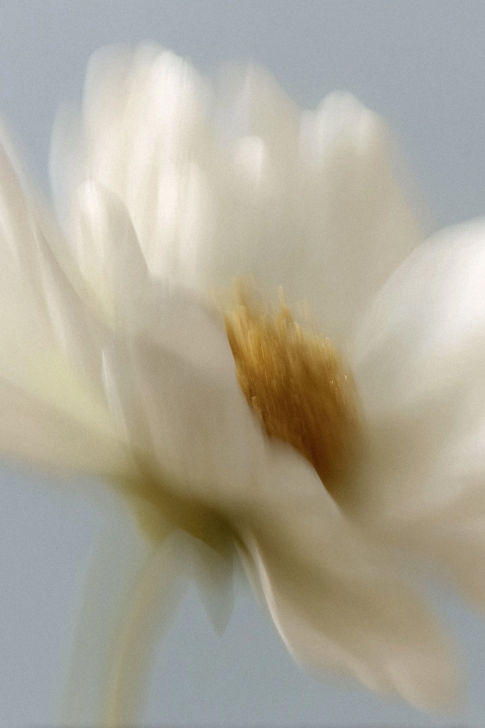 80 Floral Aesthetic Stock Images - Digital Asset Co